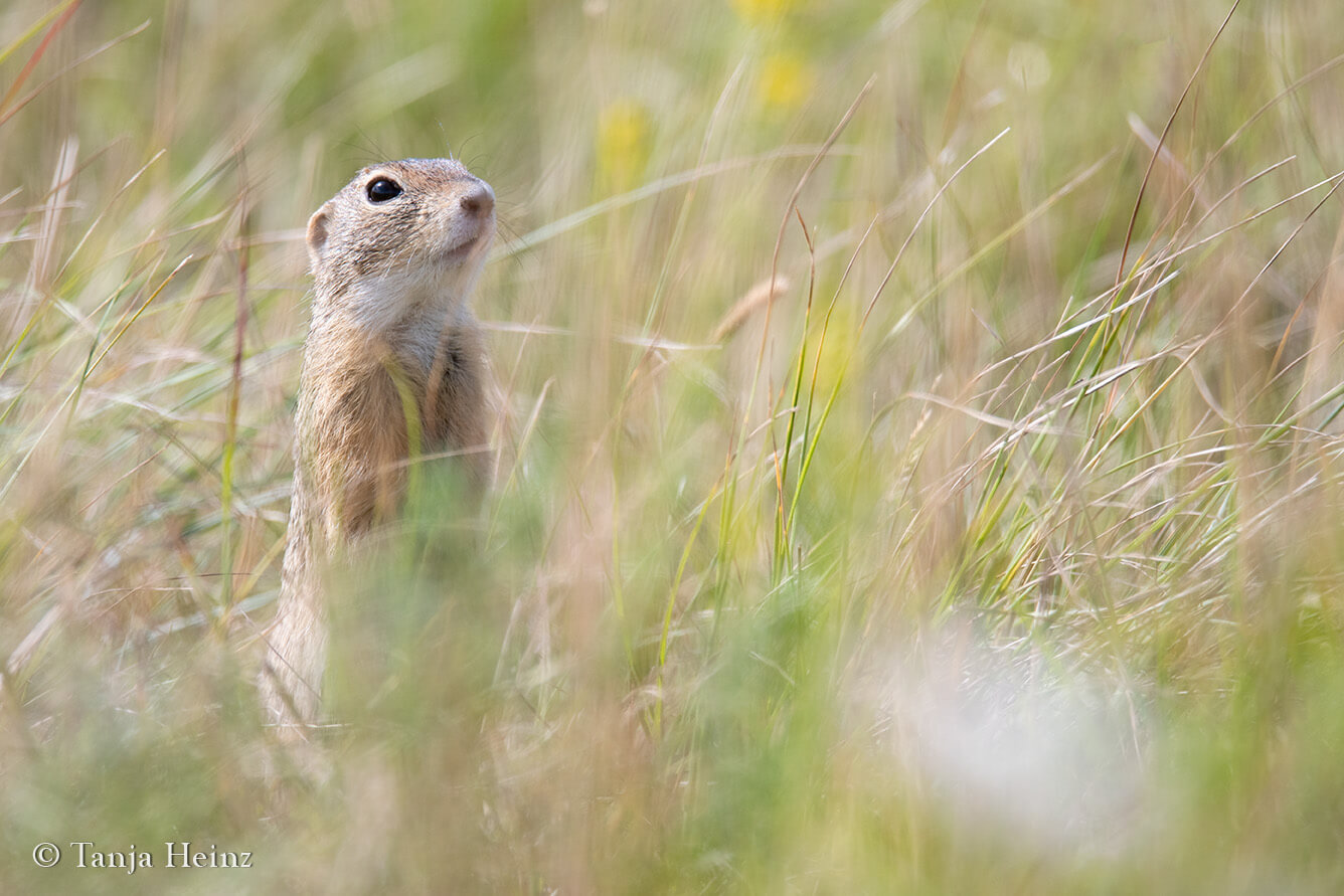 European ground squirrels in Vienna