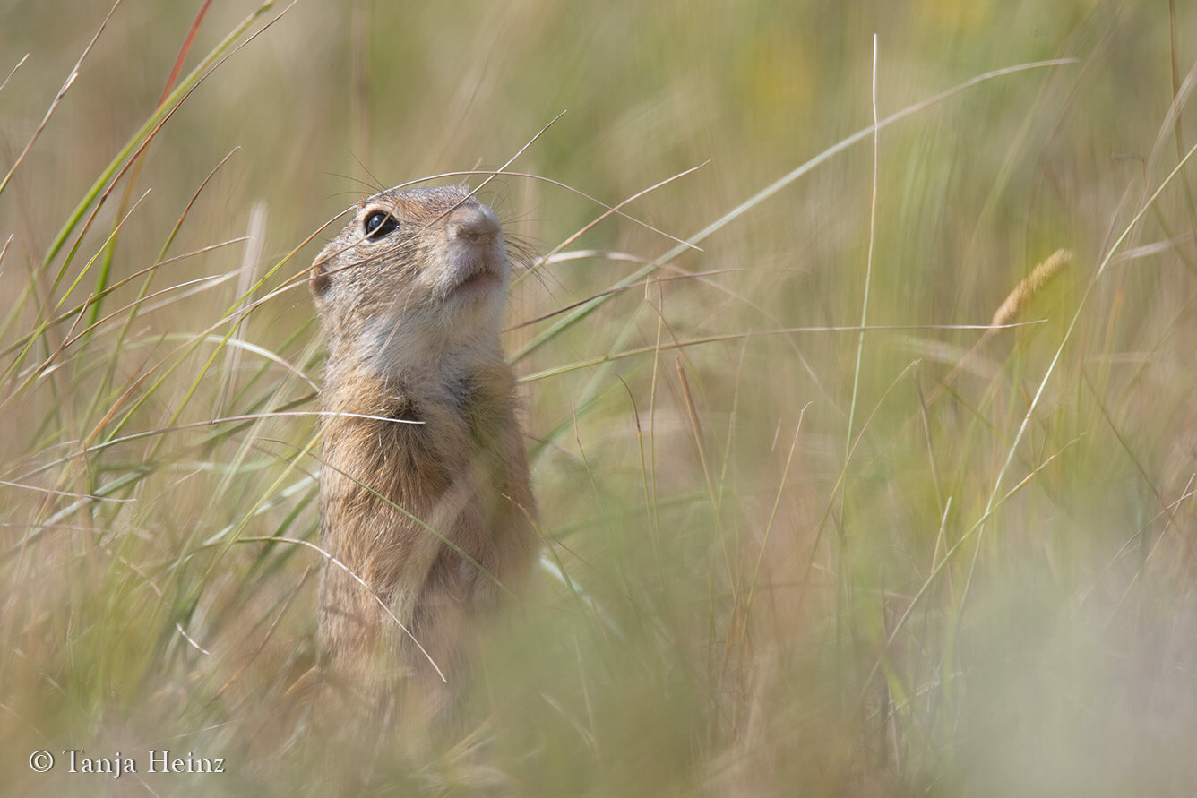 European ground squirrels in Vienna