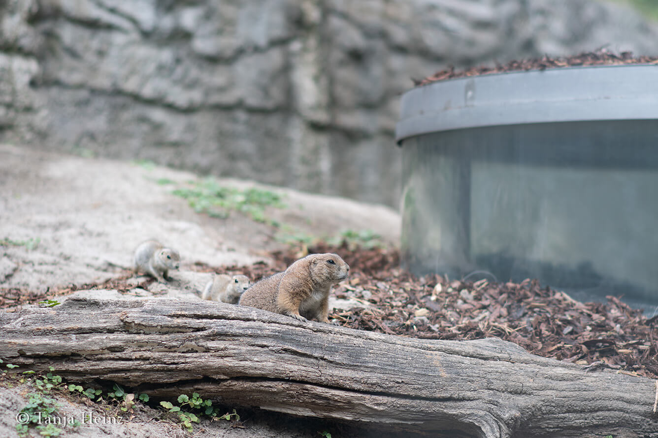 black-tailed prairie dog