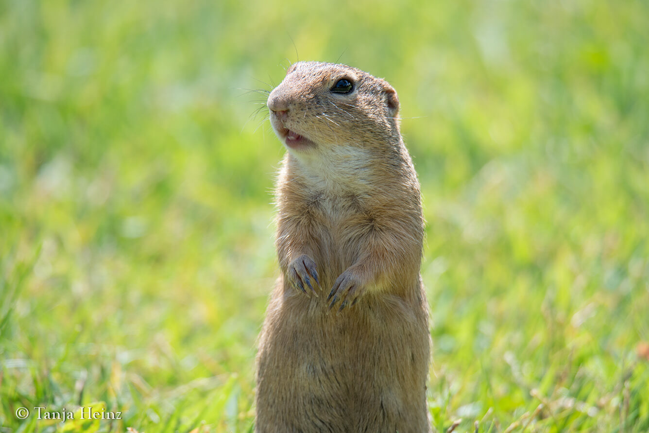 European ground squirrels in Vienna