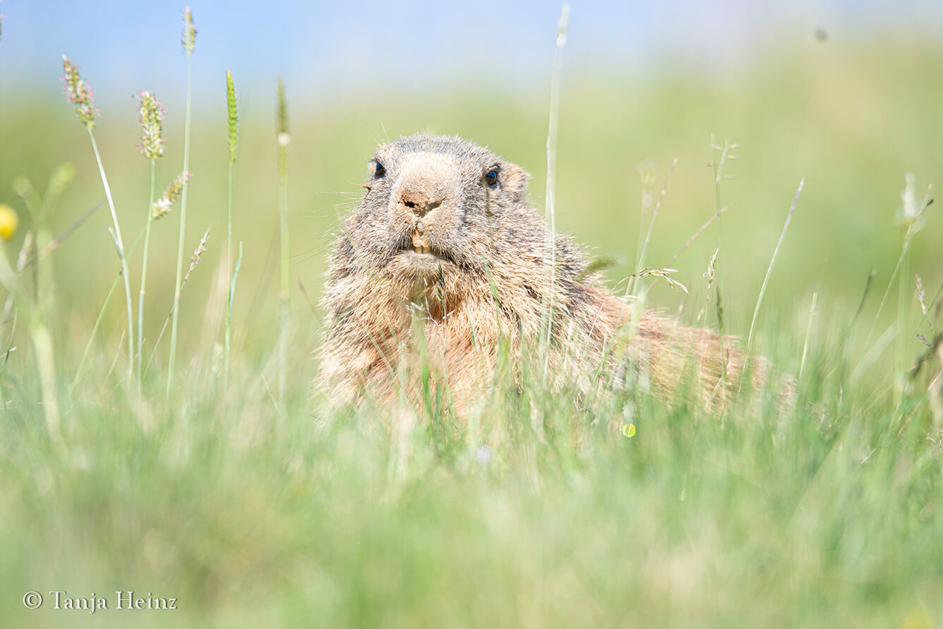 Alpine marmot
