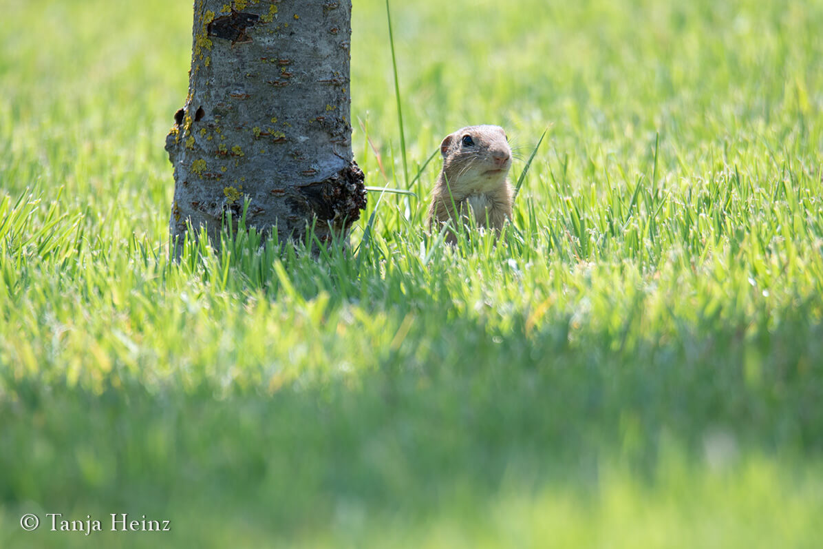 European ground squirrel