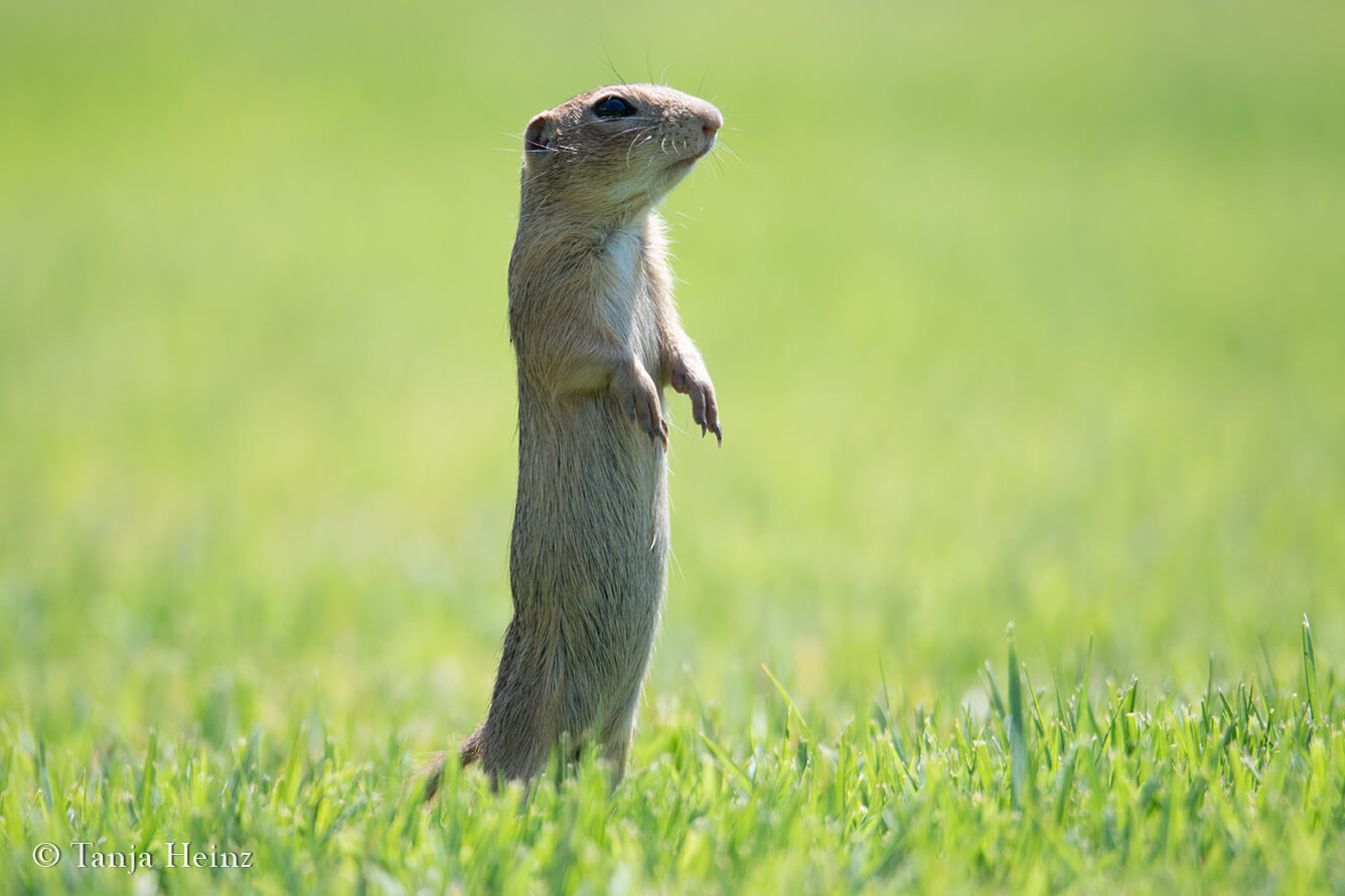 European ground squirrels in Vienna