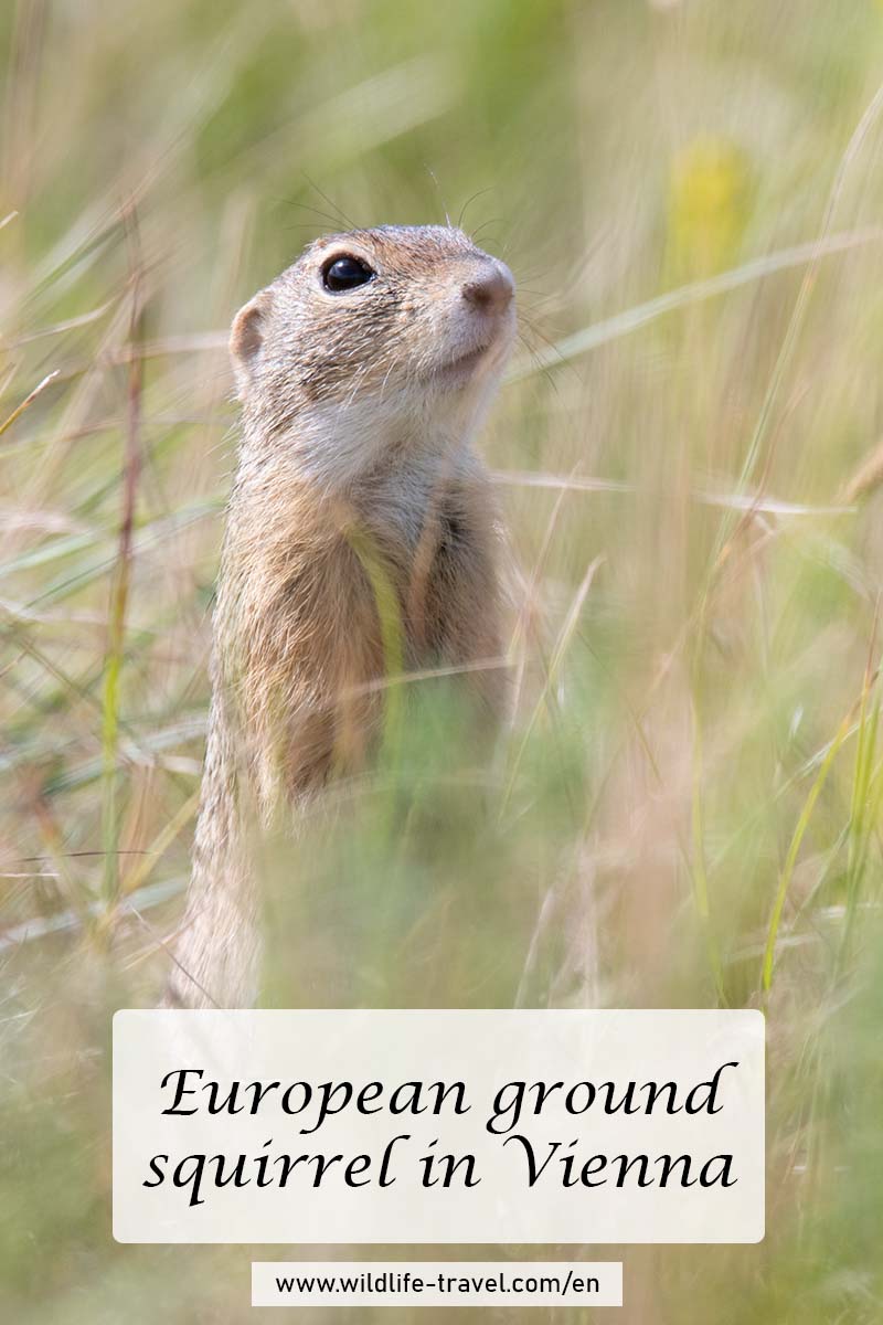 European ground squirrels