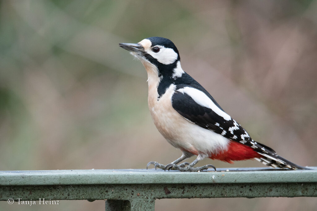 Buntspecht in Berlin