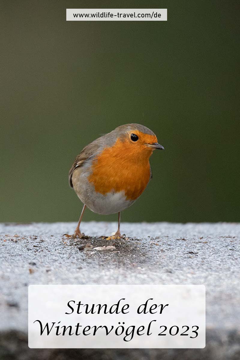 Stunde der Wintervögel 2023