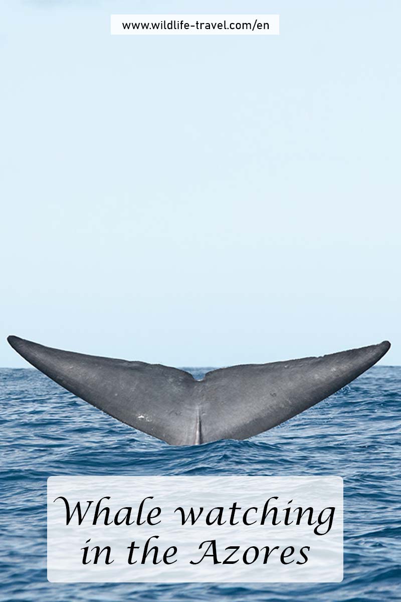 whale watching in the Azores