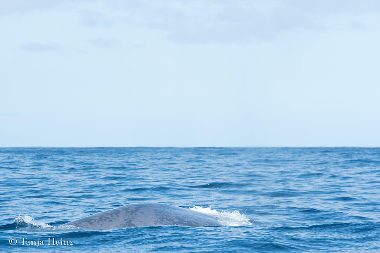 blue whale in the Azores