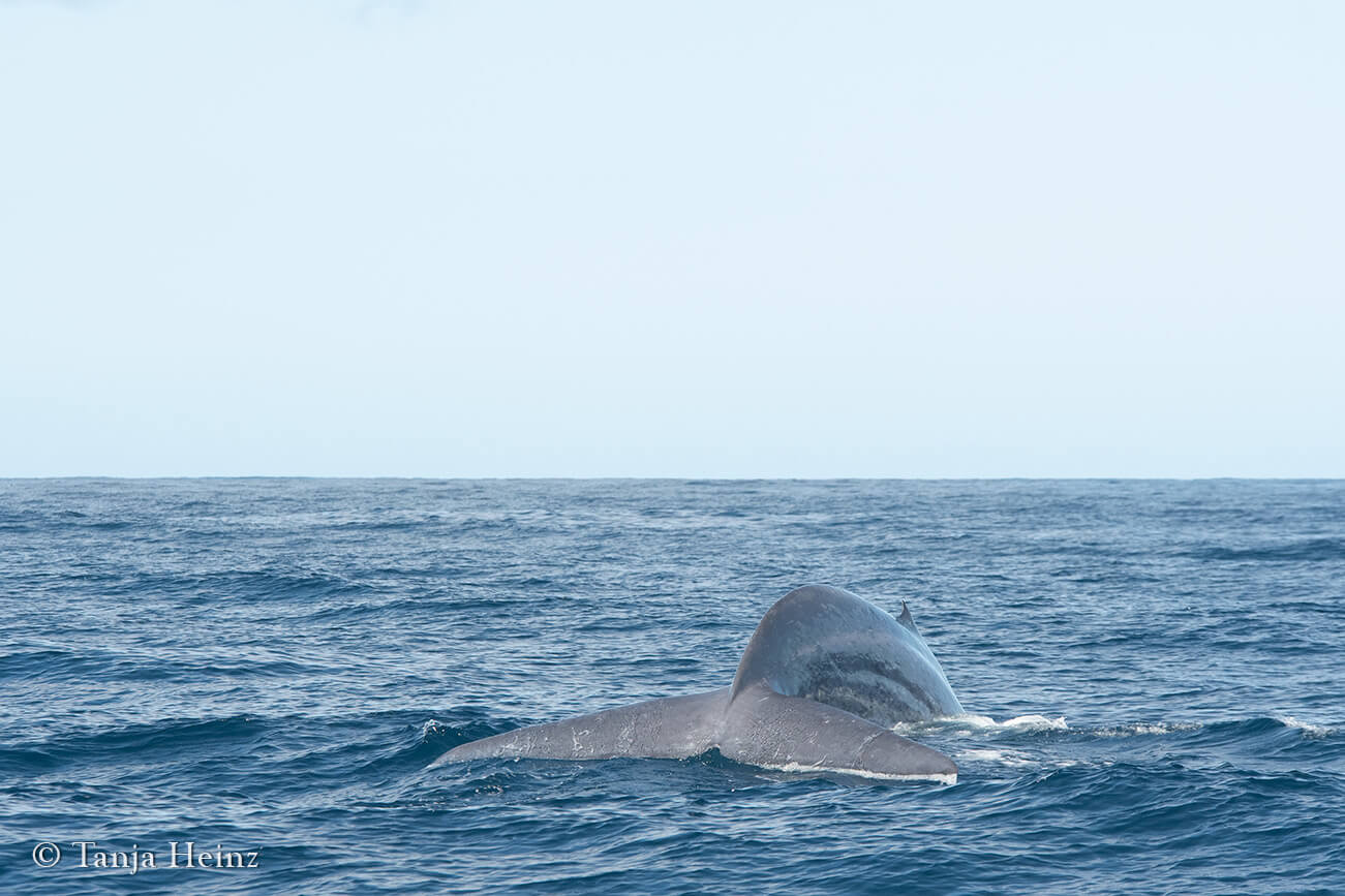 blue whale in the Azores
