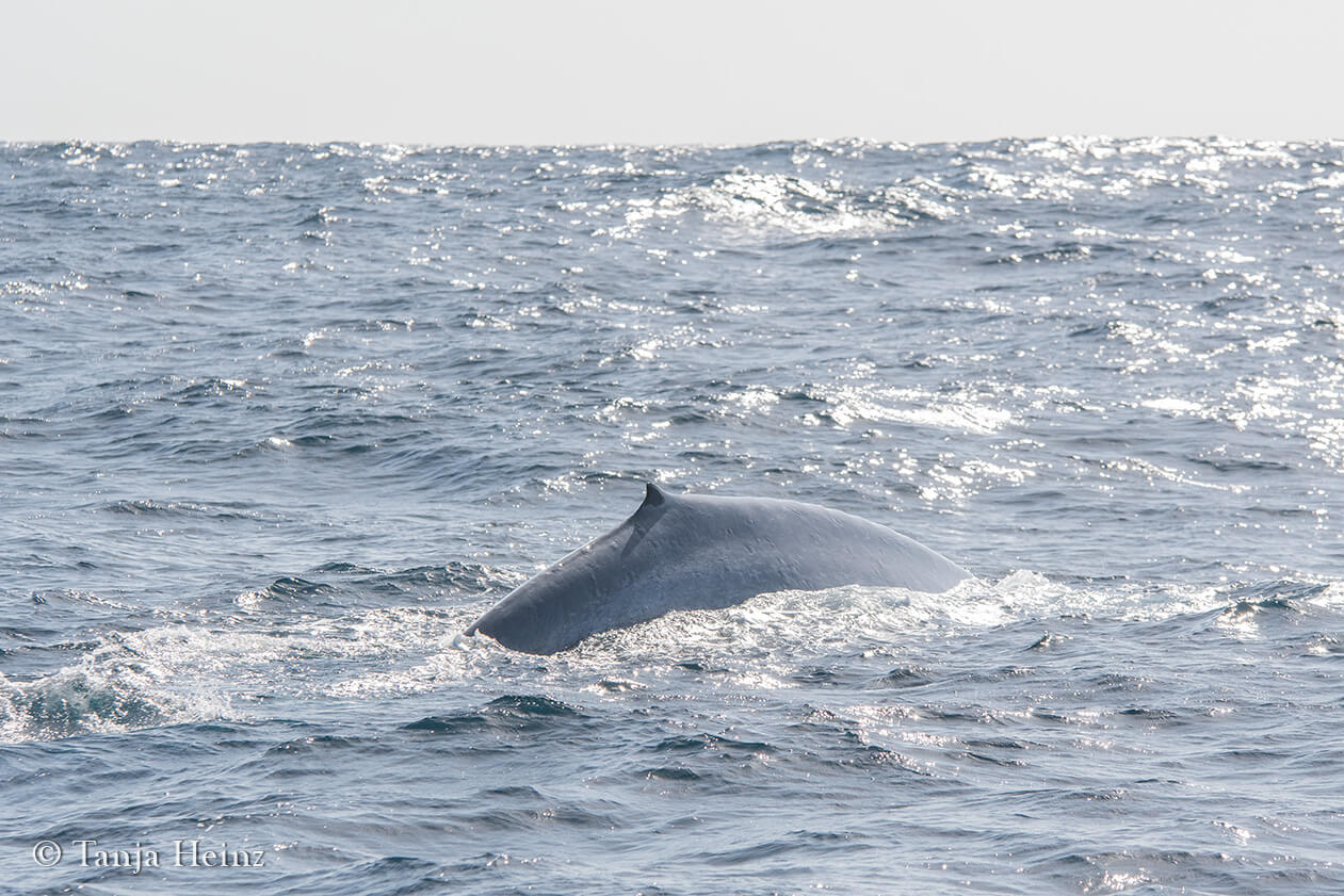 blue whale in the Azores