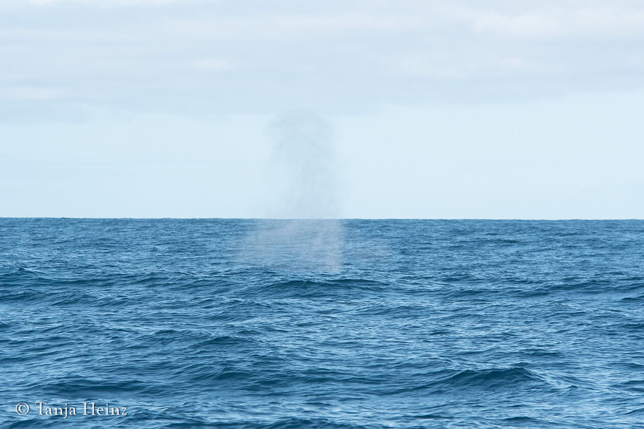 blue whales