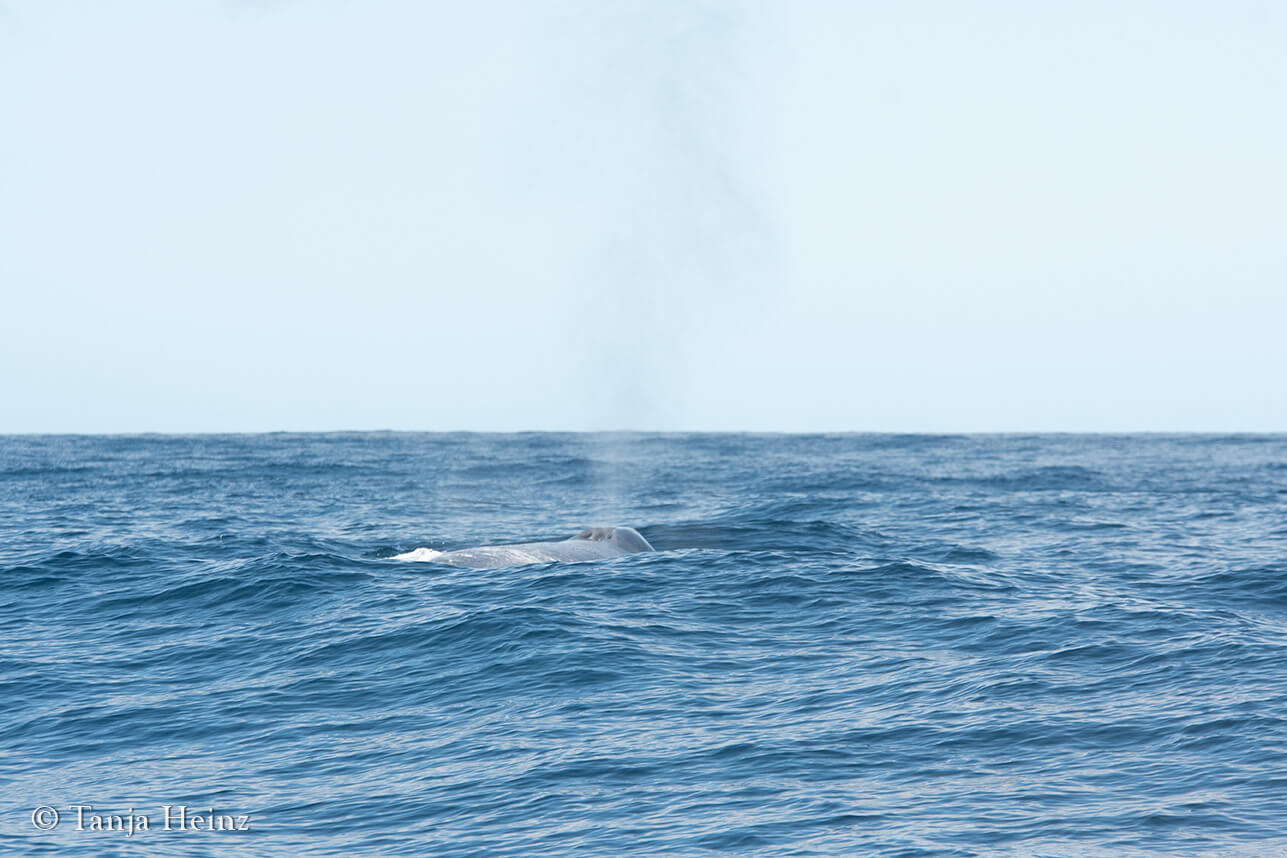 blue whales