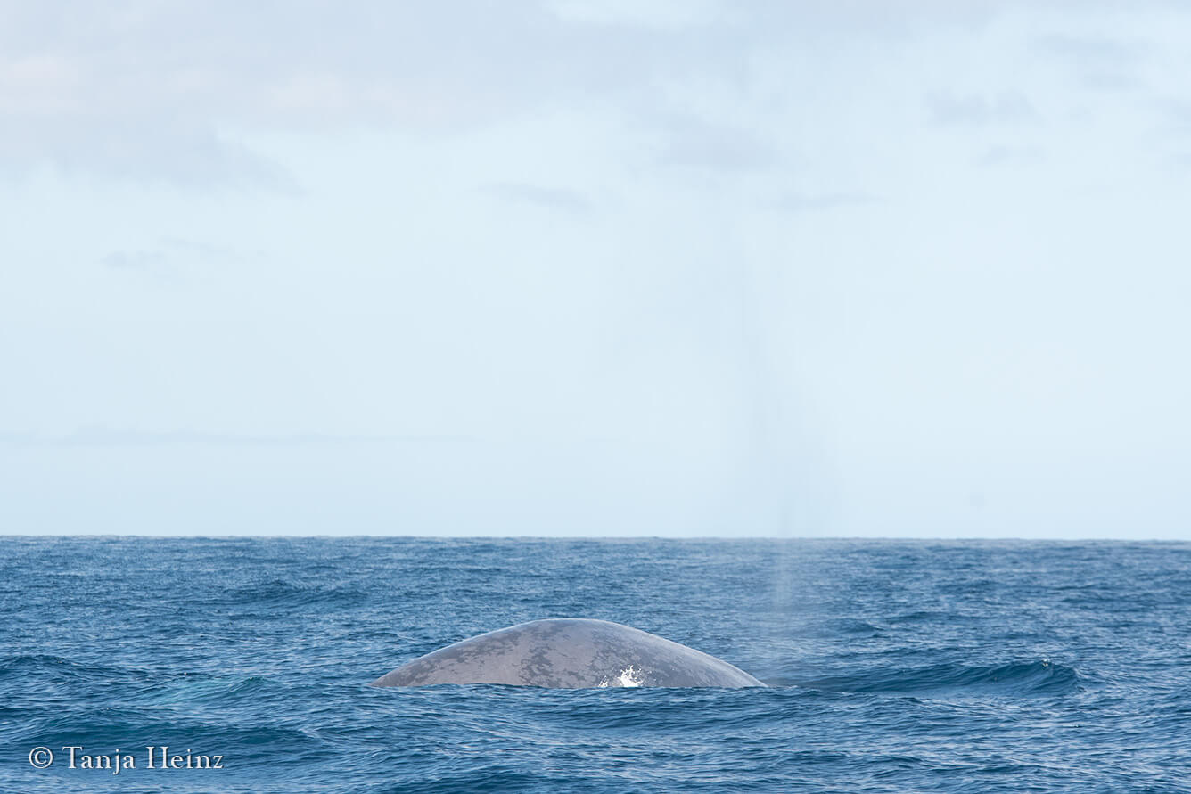 whale watching in the Azores