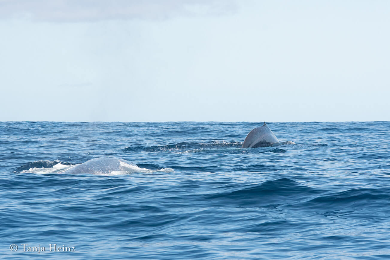 whale watching in the Azores
