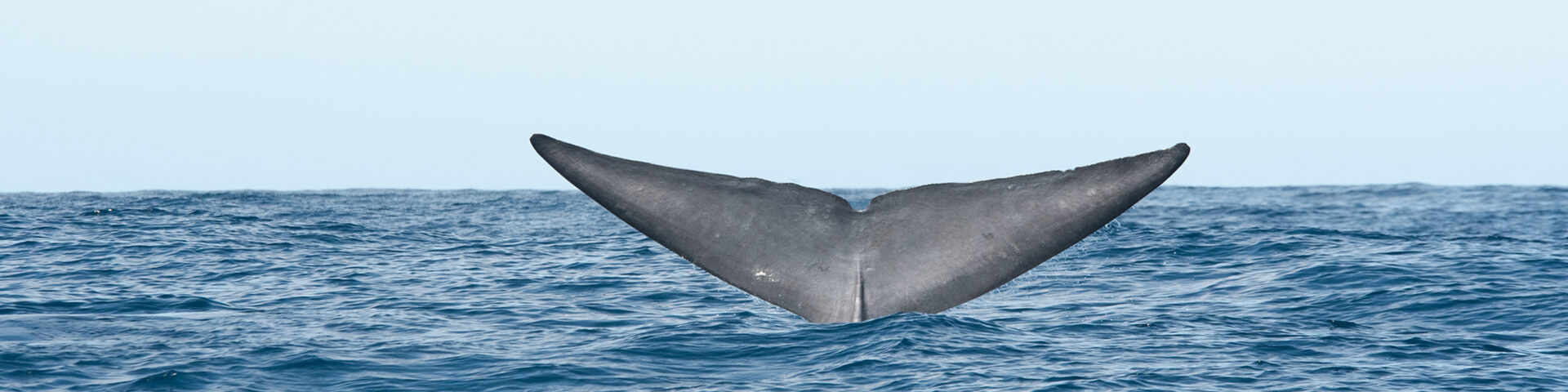 Walbeobachtung auf den Azoren