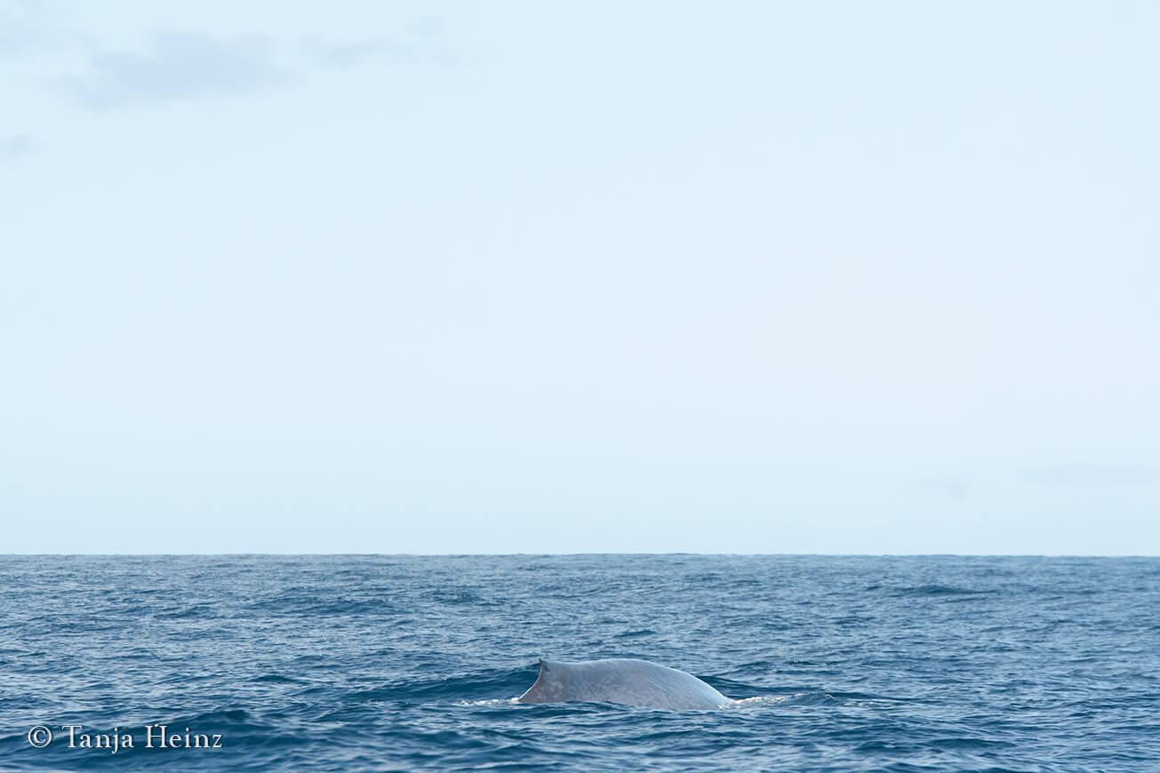 blue whales around Pico Island
