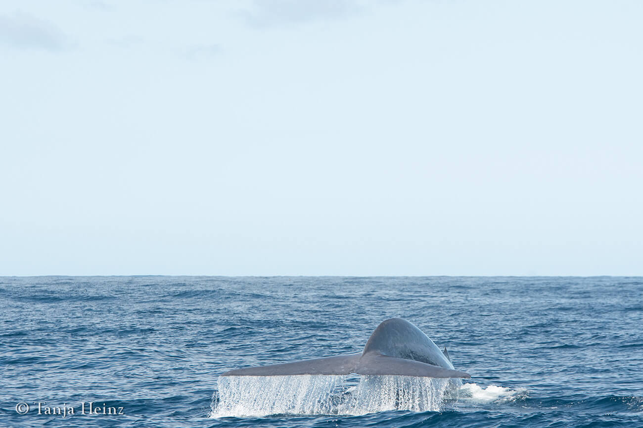 blue whales around Pico Island