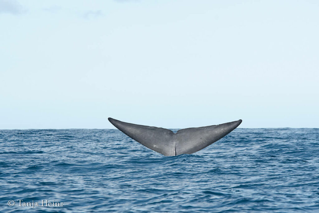 blue whales in the Azores
