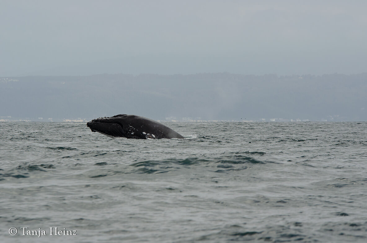 humpback whale in South Africa
