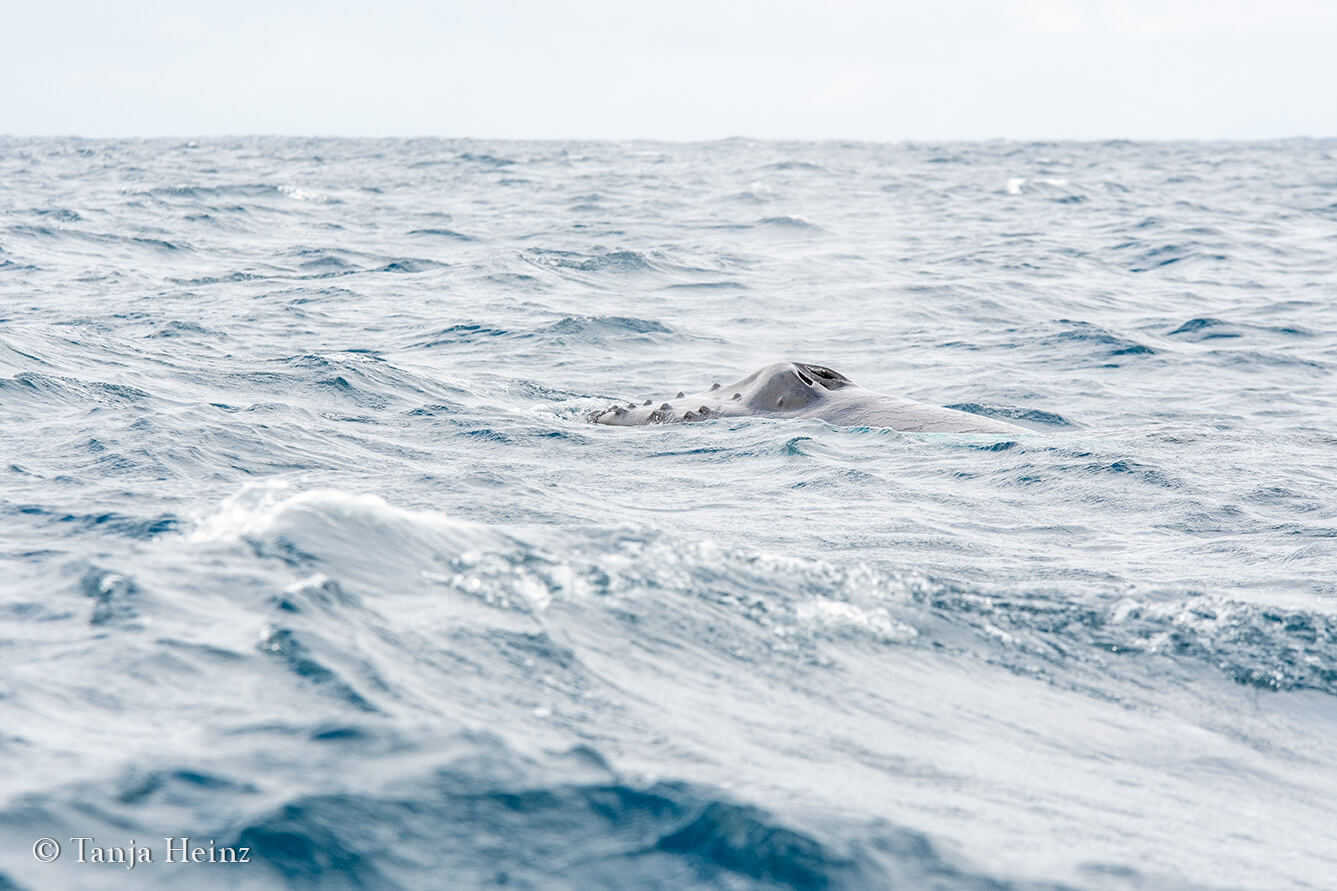 humpback whales