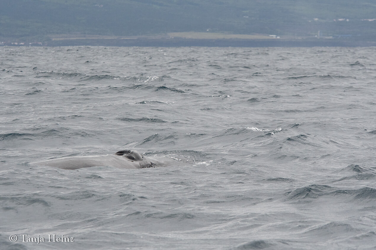 humpback whales in the Azores