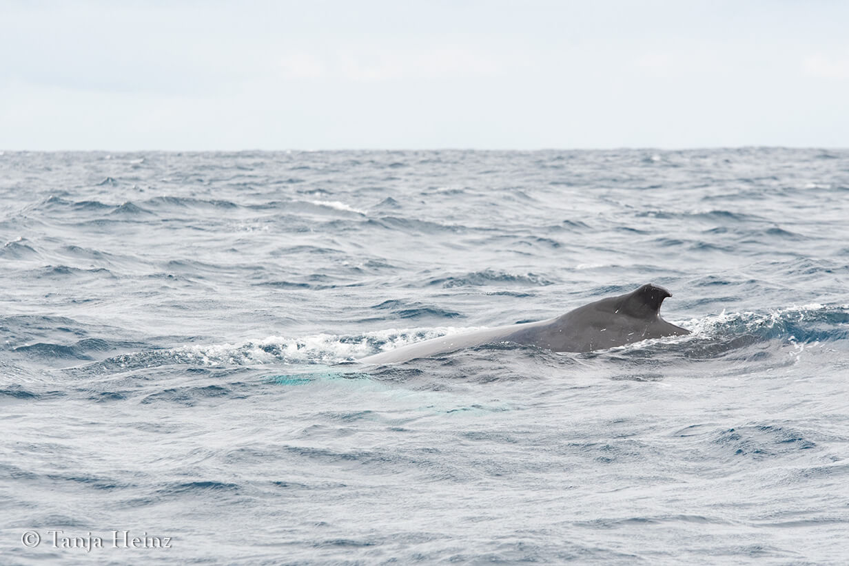 whale watching in the Azores
