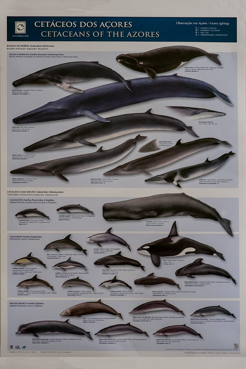 whales in the Azores