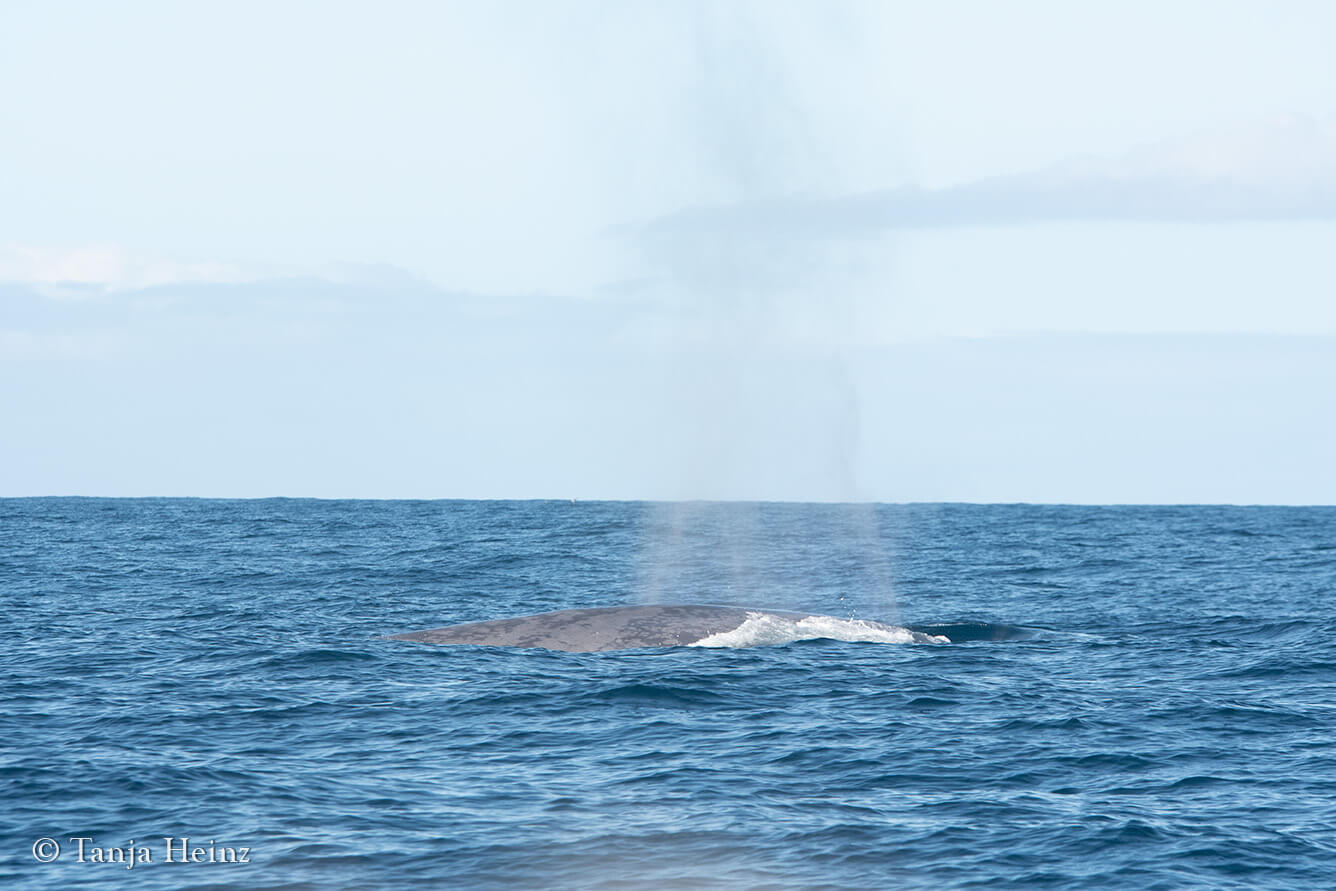 whale watching in the Azores
