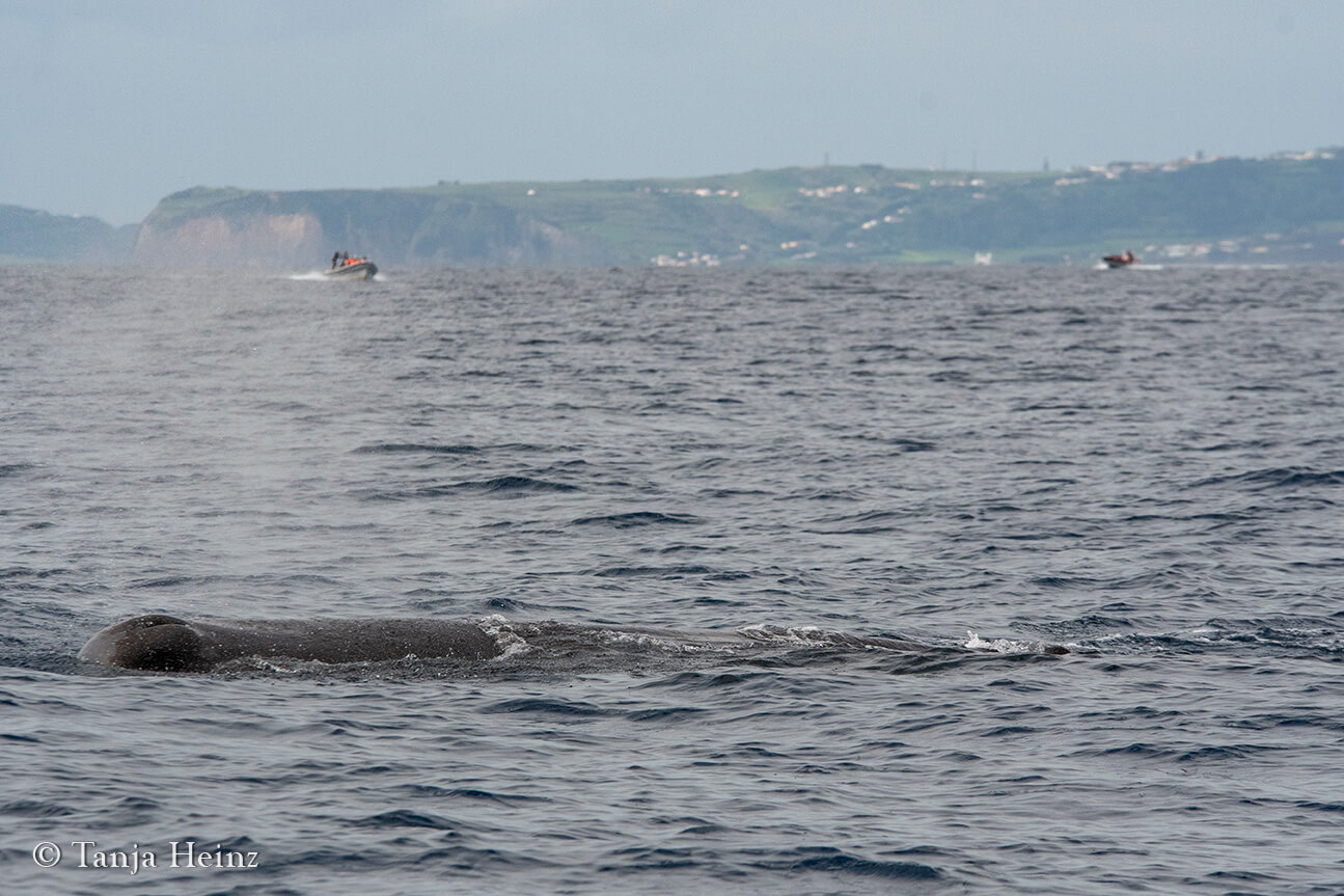 sperm whales in the Azores