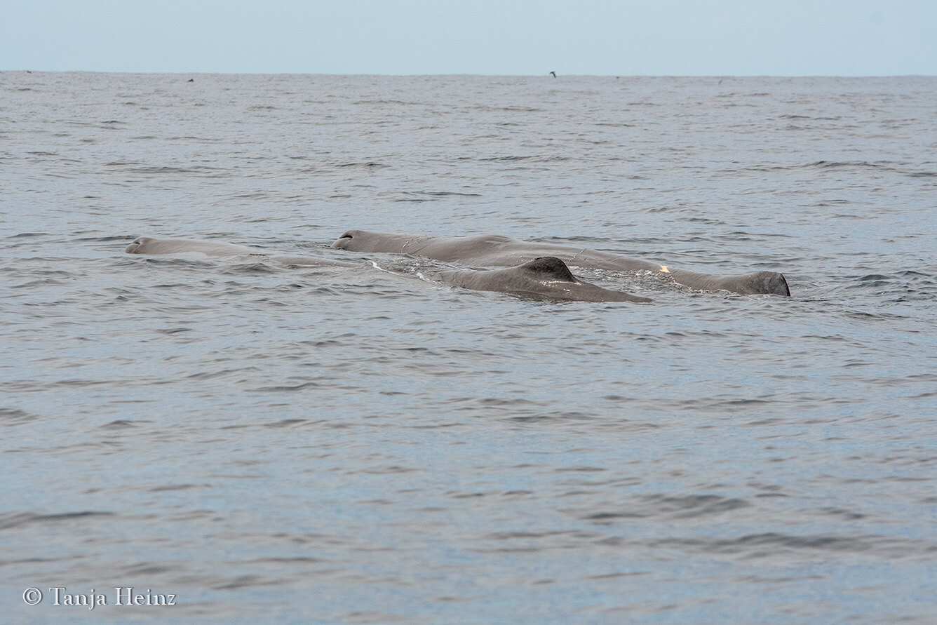 whale watching in the Azores