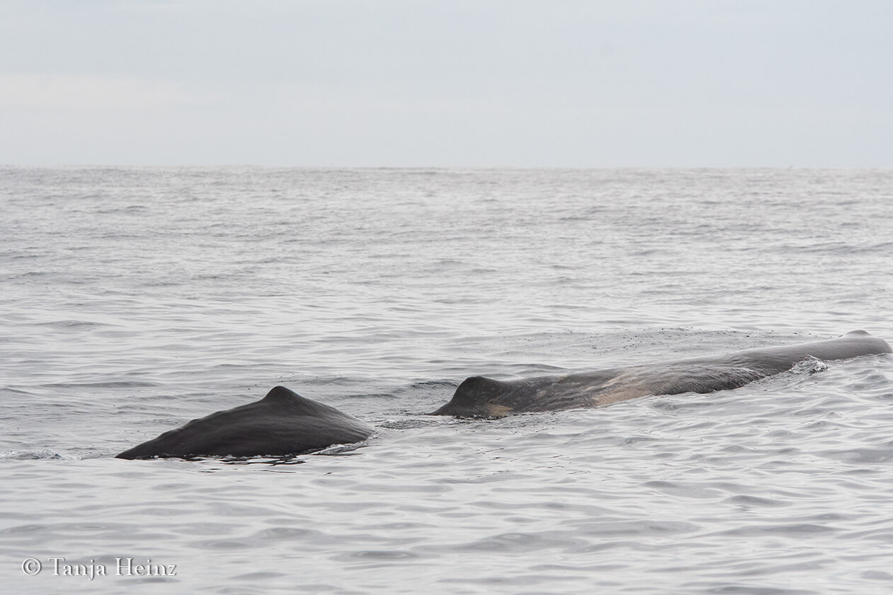 whale watching in the Azores