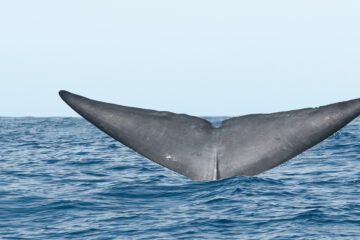 whale watching in the Azores