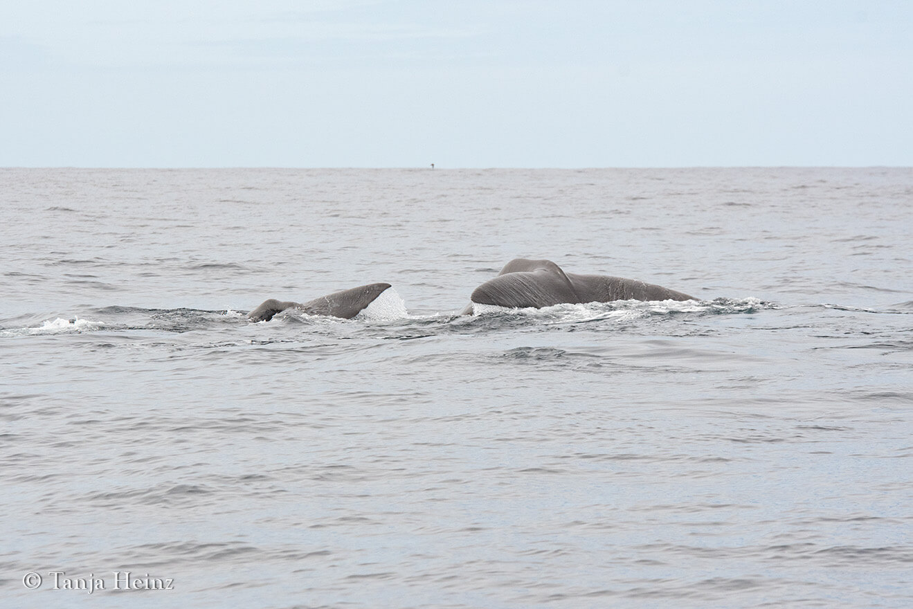 sperm whales in the Azores