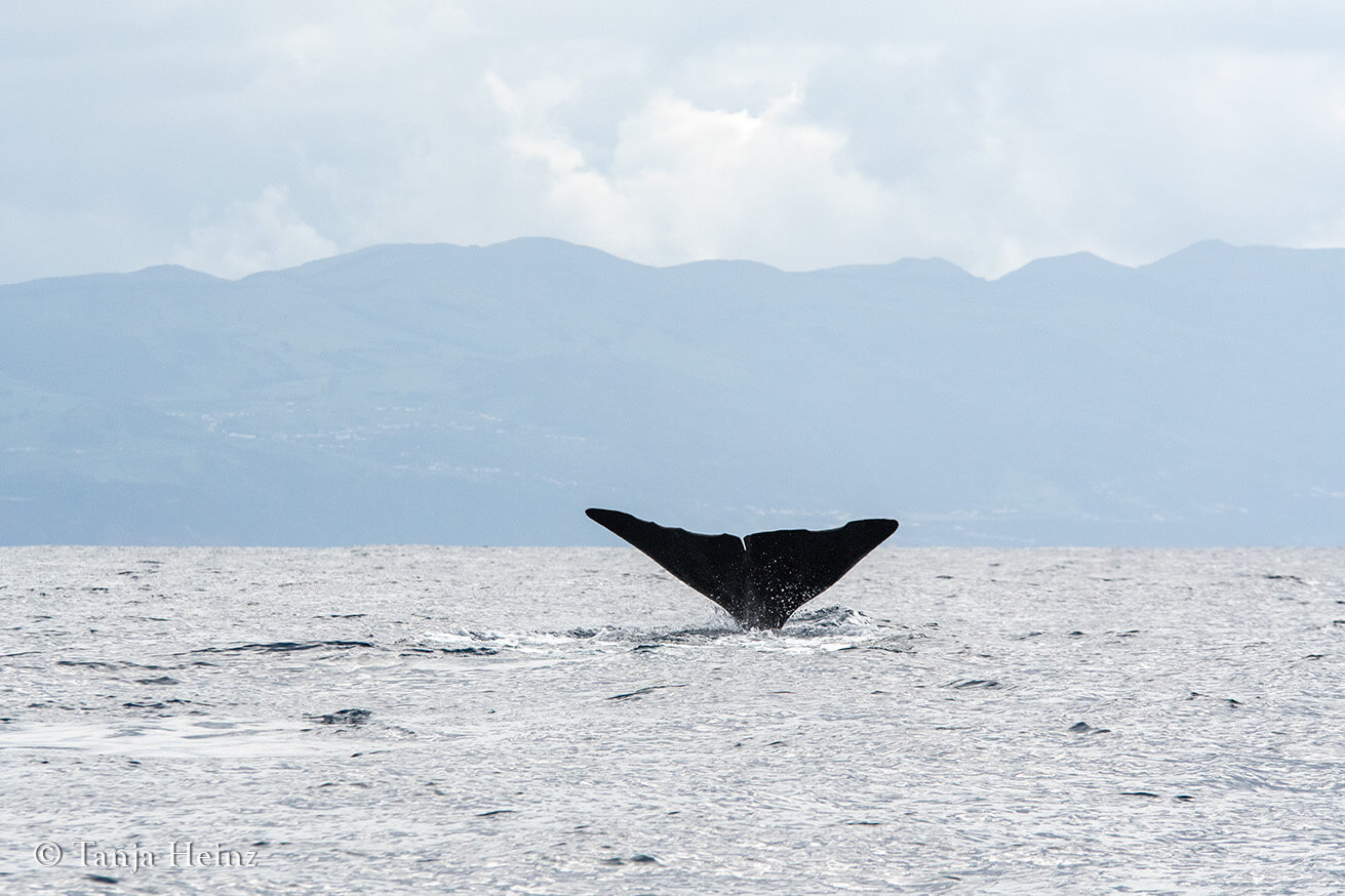 sperm whales around Pico Island