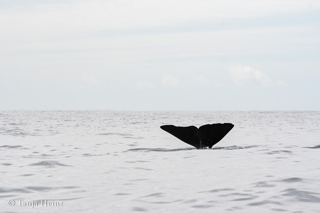 sperm whales around Pico Island