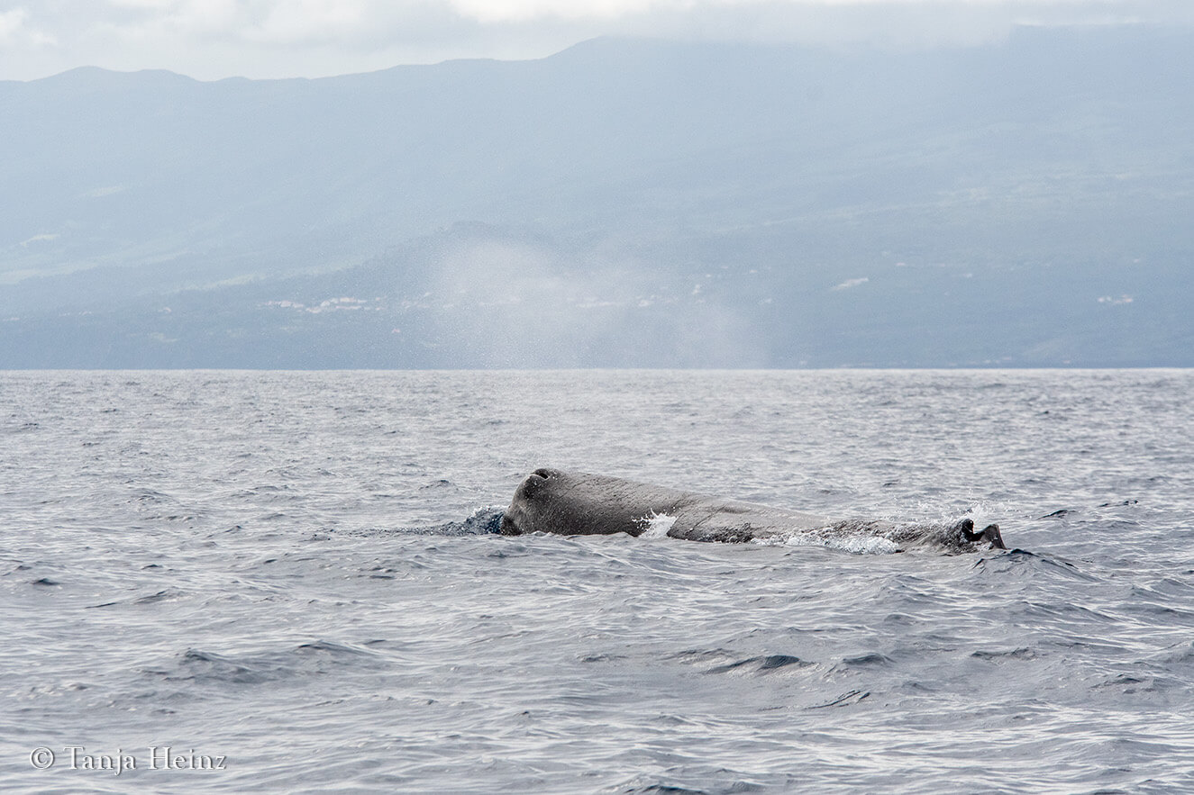 sperm whales around Pico Island