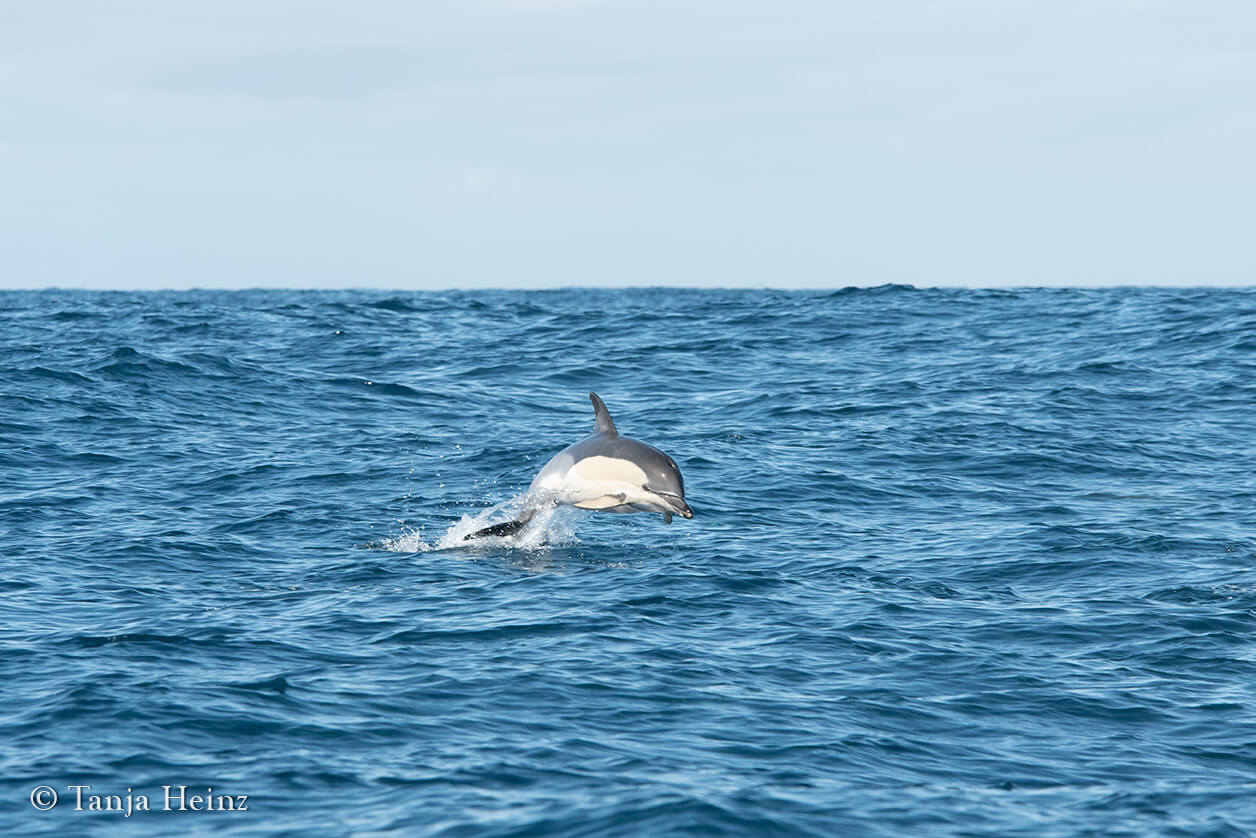whale watching in the Azores