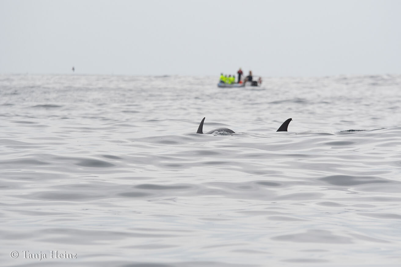 whale watching in the Azores