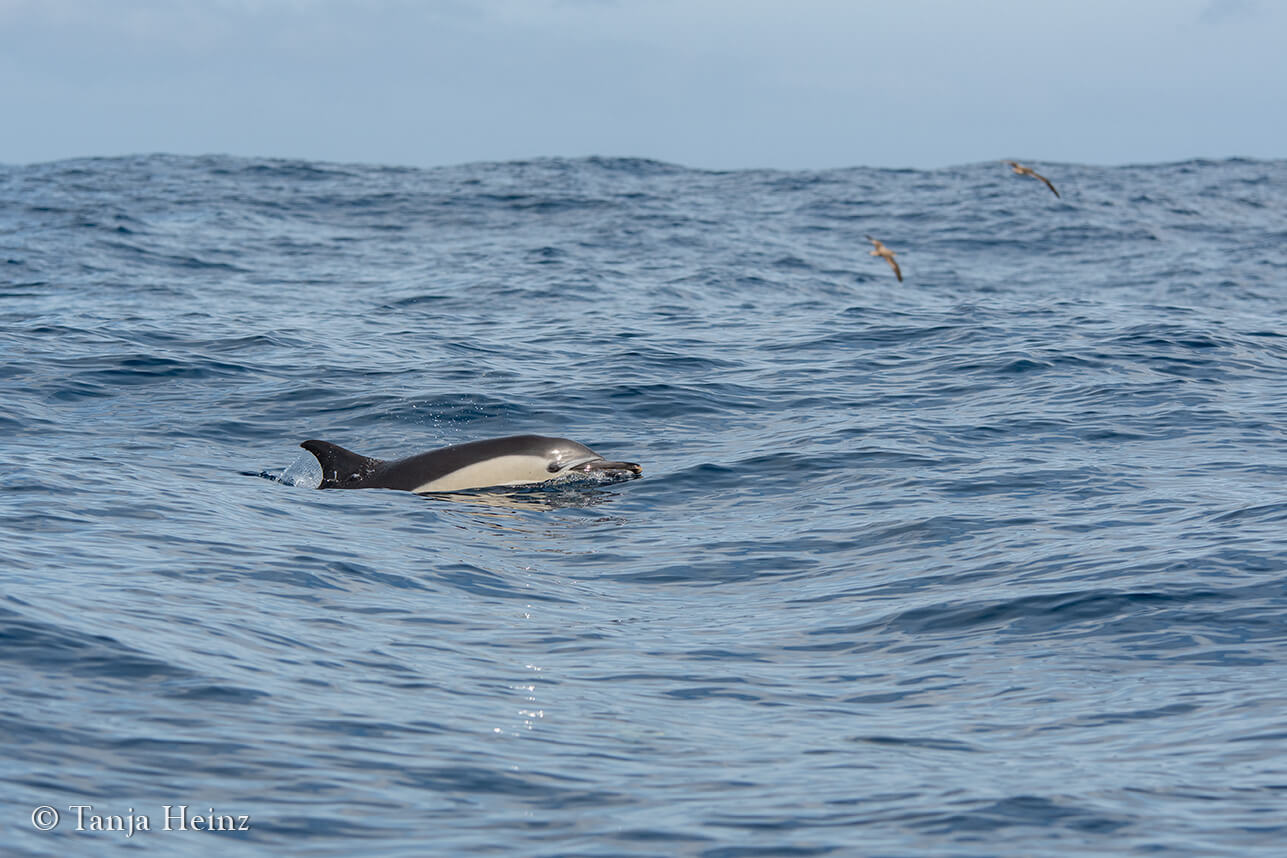 common dolphins in the Azores