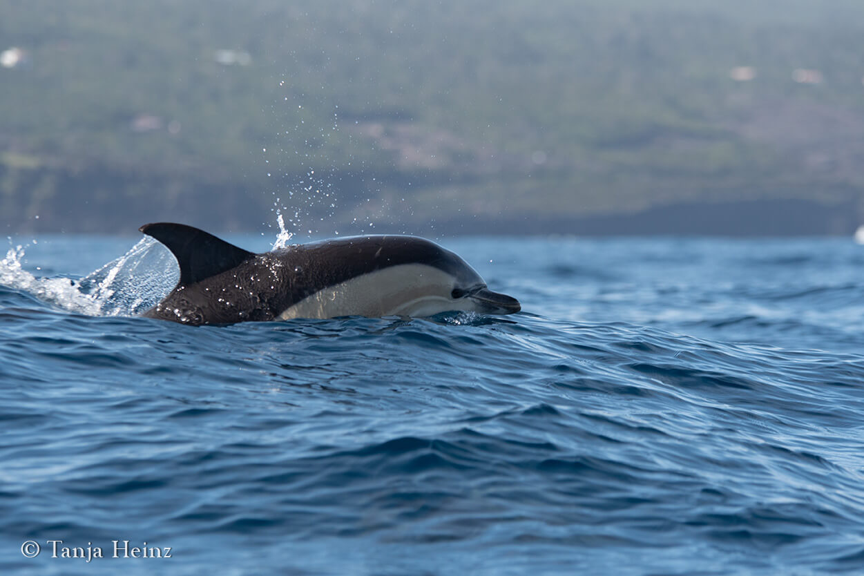 dolphins in the Azores