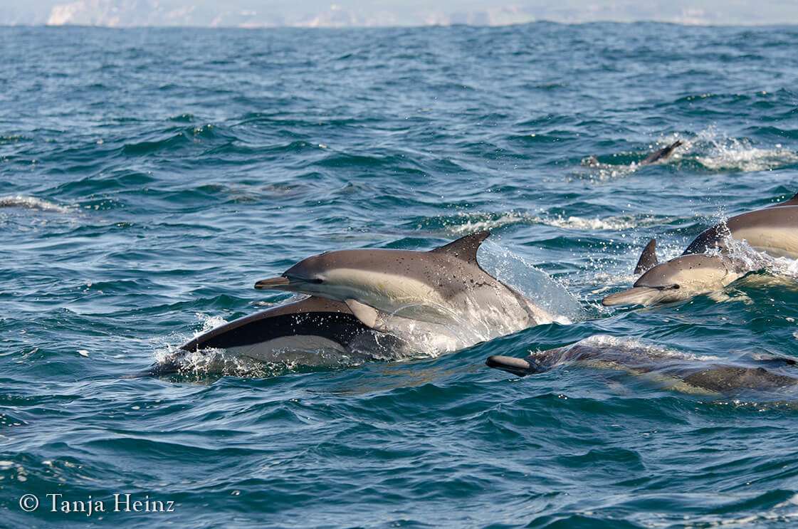 long-beaked common dolphins