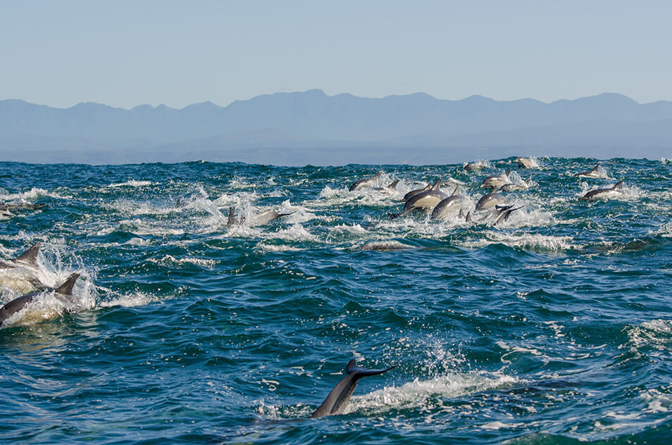 long-beaked common dolphins