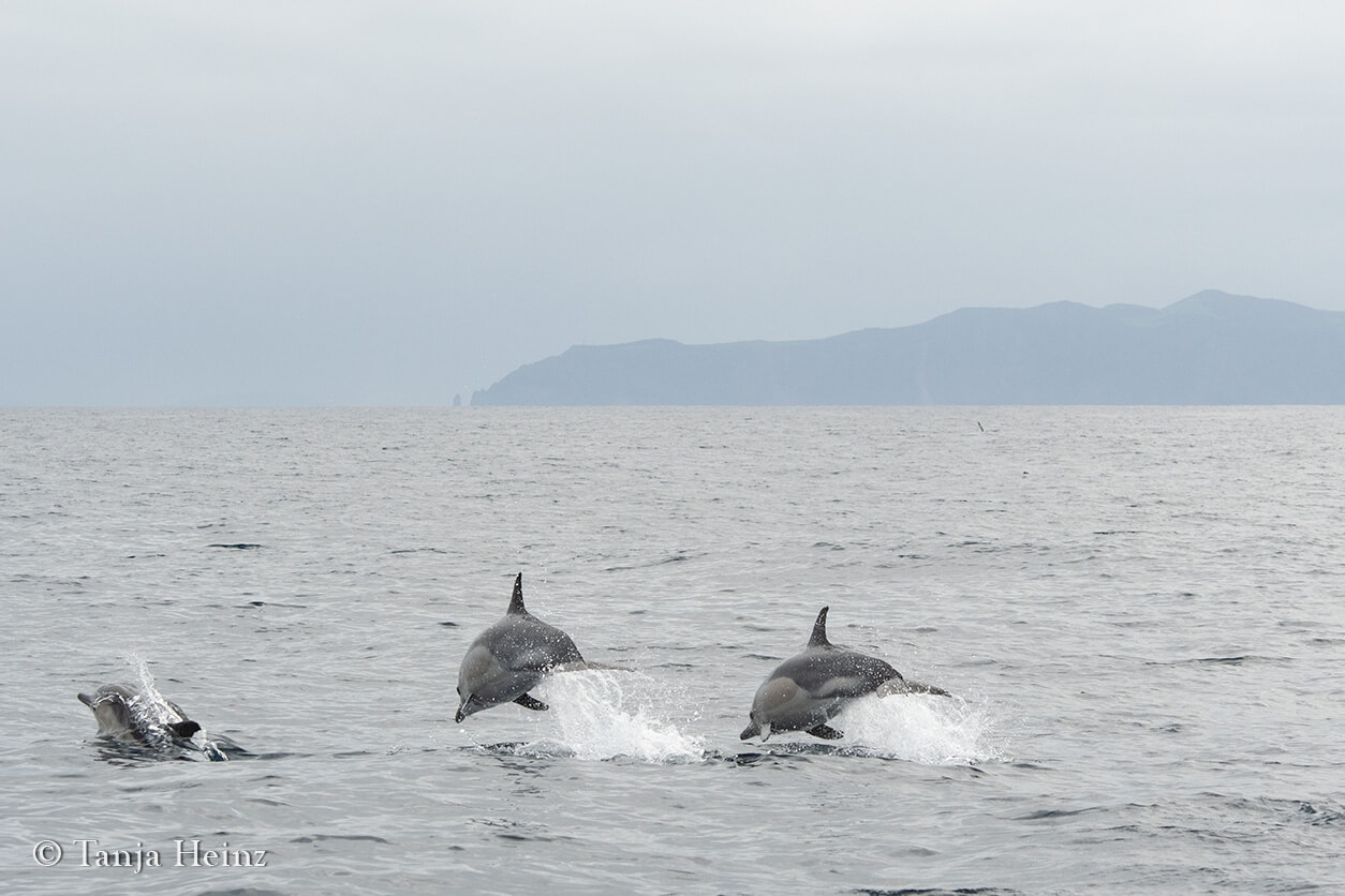 short-beaked common dolphins