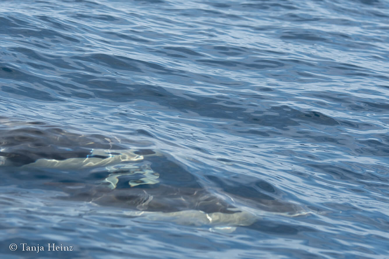 short-beaked common dolphins