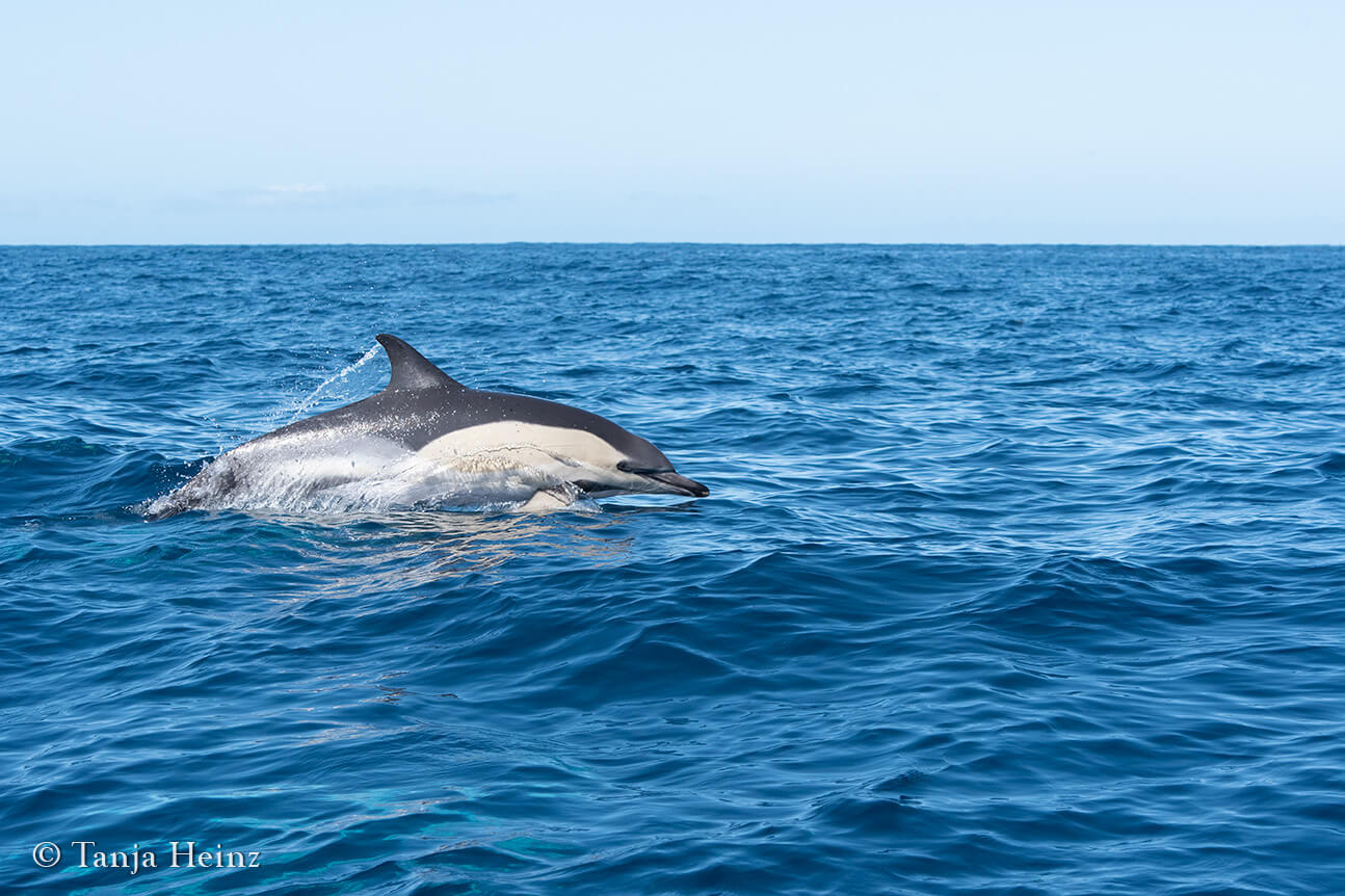 short-beaked common dolphin
