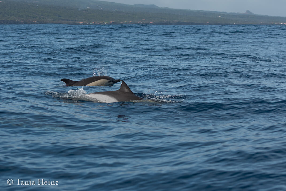 whale watching in the Azores