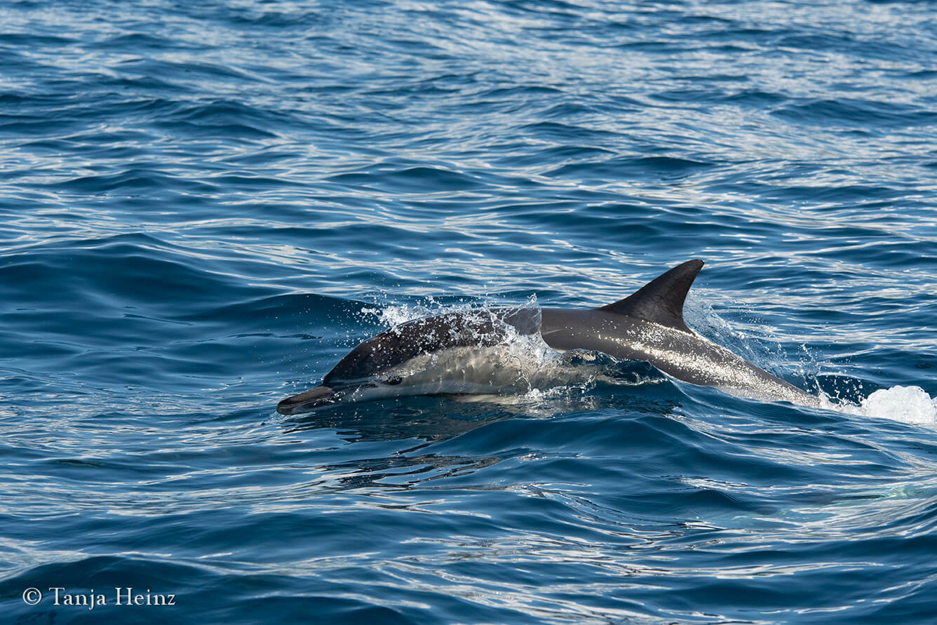 whale watching in the Azores