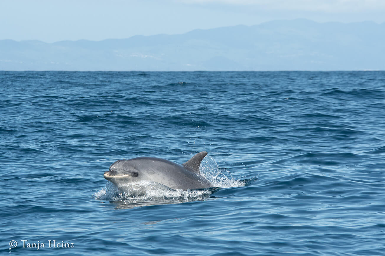 bottlenose dolphins in the Azores