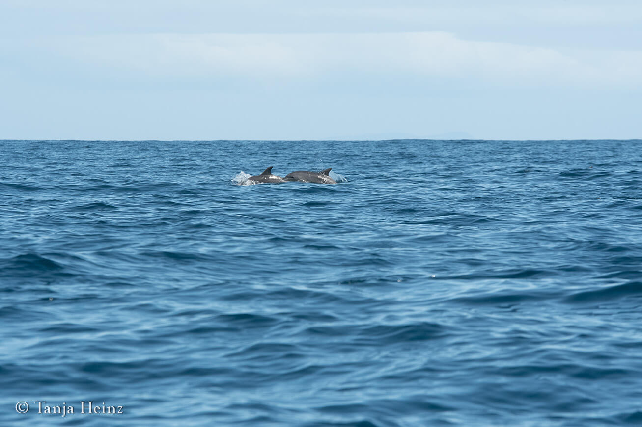 dolphins around Pico Island