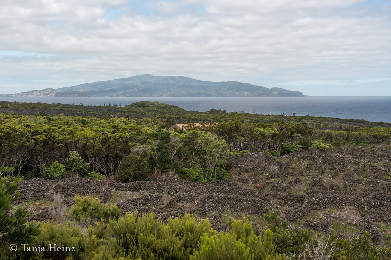 whale watching in the Azores